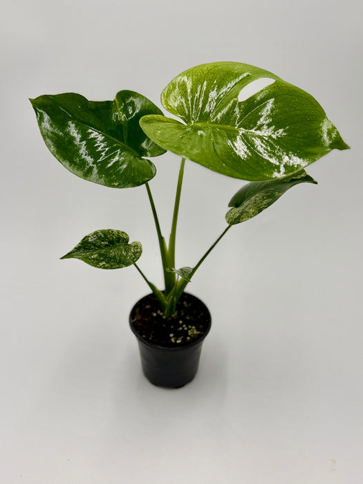 Monstera ‘Bulbasaur’