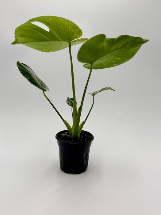 Monstera ‘Bulbasaur’