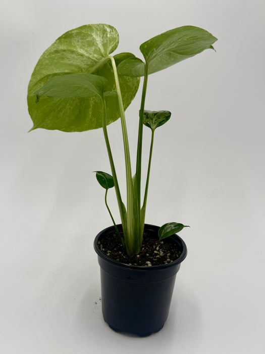 Monstera ‘Bulbasaur’