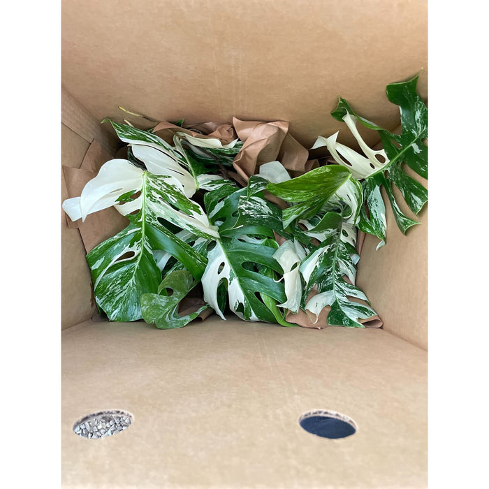 albo variegated monstera deliciosa Monstera 'Albo Borsigiana Variegated'
