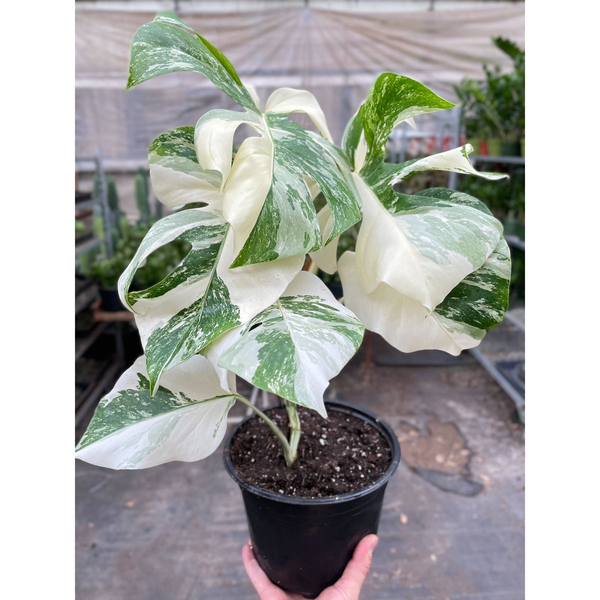 monstera albo variegated Monstera 'Albo Borsigiana Variegated'