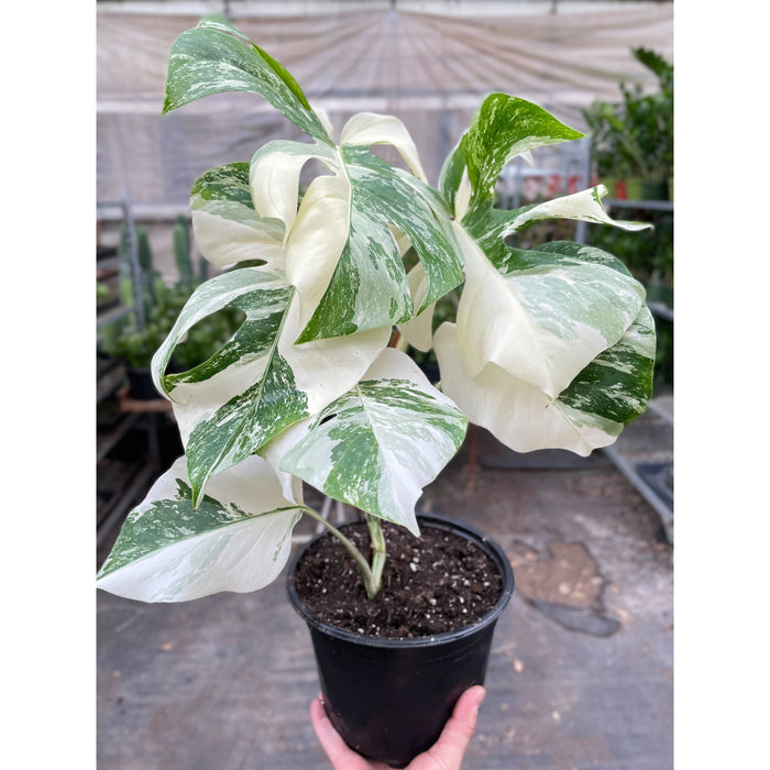 albo borsigiana monstera Monstera 'Albo Borsigiana Variegated'
