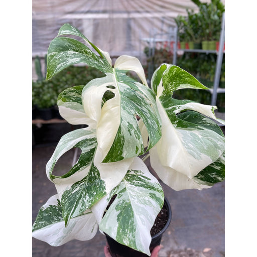 monstera deliciosa albo variegata for sale Monstera 'Albo Borsigiana Variegated'