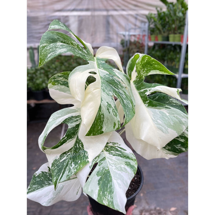 monstera albi Monstera 'Albo Borsigiana Variegated'