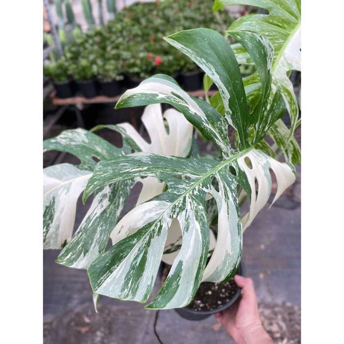 vigoro monstera Monstera 'Albo Borsigiana Variegated'