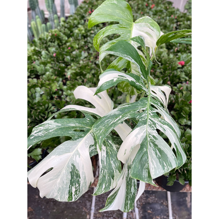 monstera deliciosa variegated for sale Monstera 'Albo Borsigiana Variegated'
