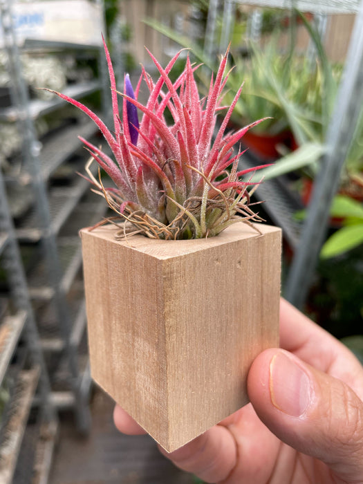 Tillandsia Air Plant Ionantha in Magnetic Wood Planter