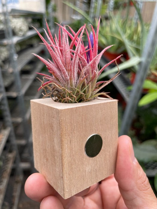 air plants on wood Tillandsia Air Plant Ionantha in Magnetic Wood Planter