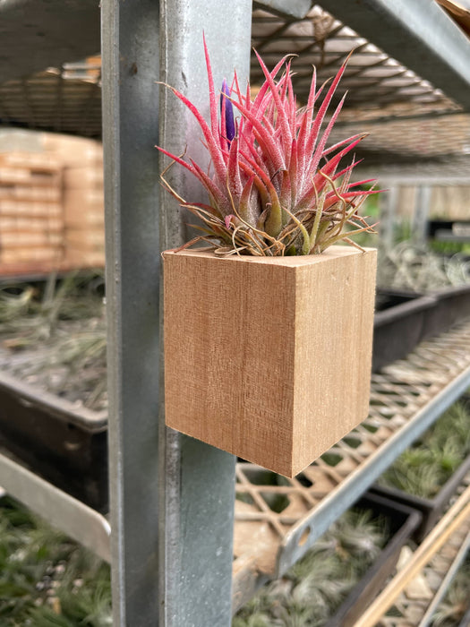 air plant planter Tillandsia Air Plant Ionantha in Magnetic Wood Planter