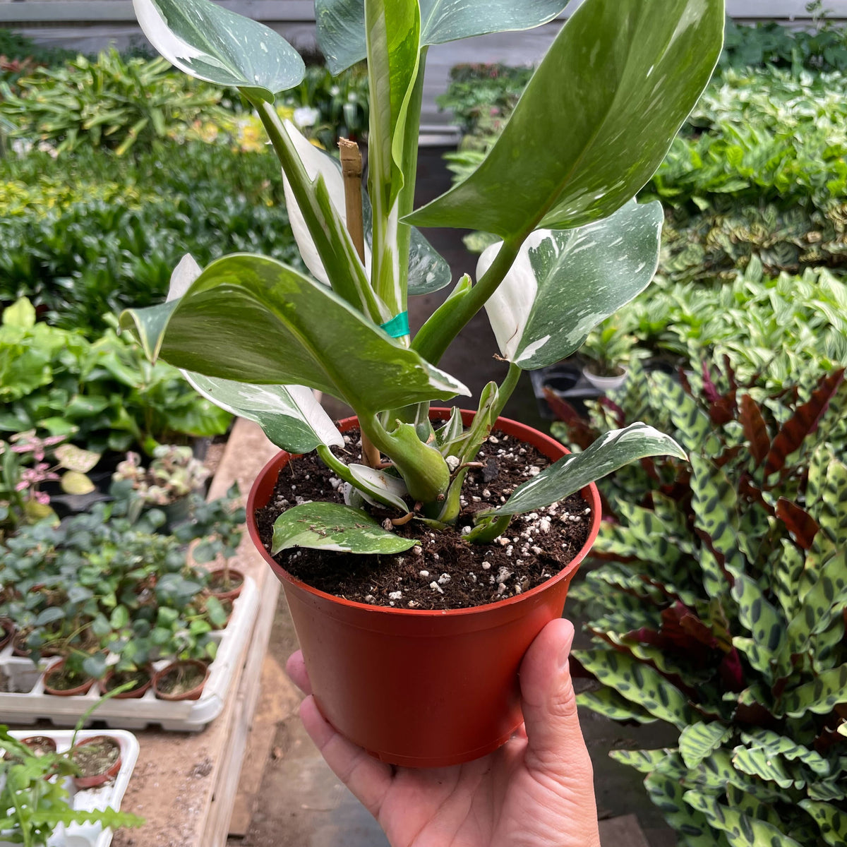 philodendron white wizard scientific name Philodendron 'White Wizard' | Indoor Plant | Tropical Plant | Potted Plant