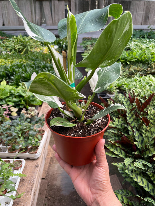 is philodendron white wizard rare Philodendron 'White Wizard' | Indoor Plant | Tropical Plant | Potted Plant
