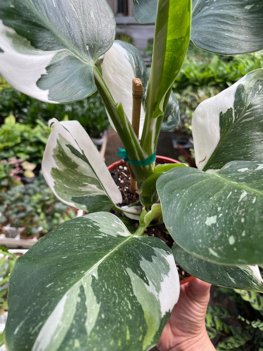 is philodendron white wizard rare Philodendron 'White Wizard' | Indoor Plant | Tropical Plant | Potted Plant