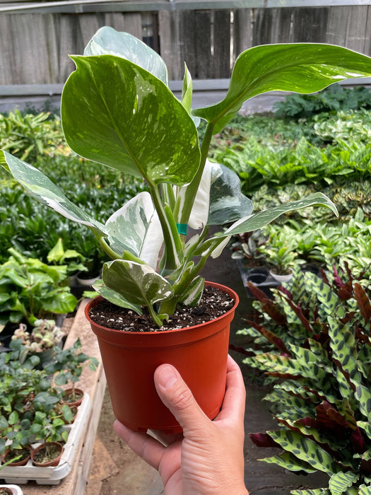 large white wizard philodendron Philodendron 'White Wizard' | Indoor Plant | Tropical Plant | Potted Plant