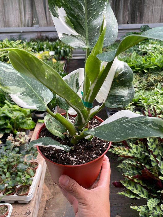 is a white wizard philodendron rare Philodendron 'White Wizard' | Indoor Plant | Tropical Plant | Potted Plant