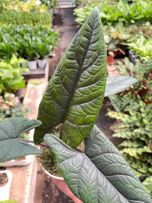 Alocasia 'Scalptum'