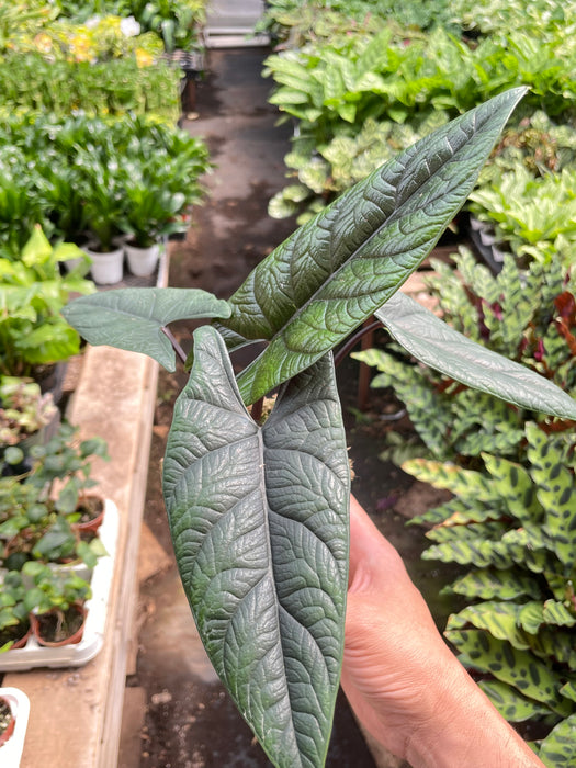 Alocasia 'Scalptum'