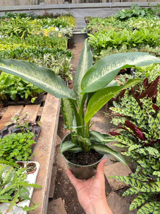 dieffenbachia paradise Dieffenbachia Panther