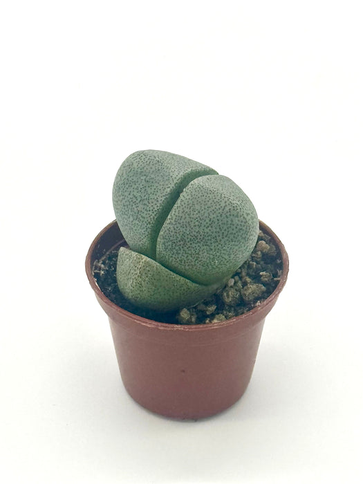 Succulent 'Split Rocks'