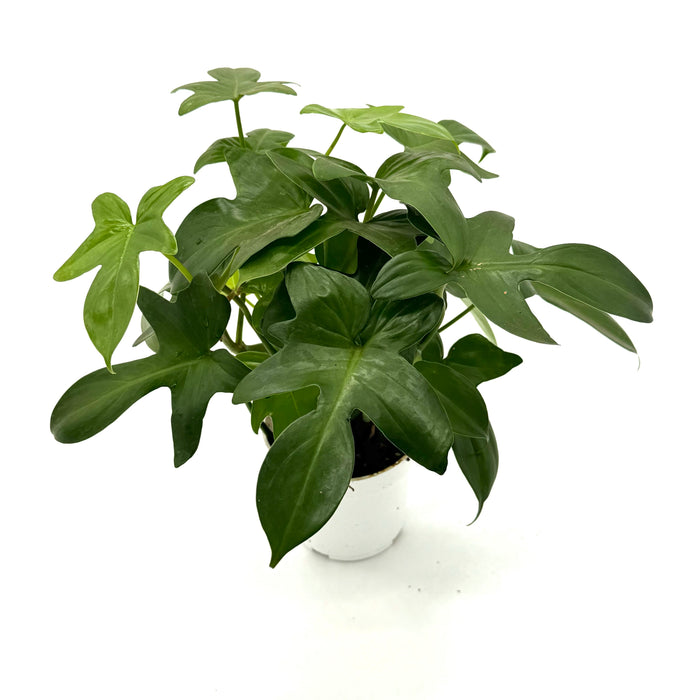 Philodendron 'Pedatum'