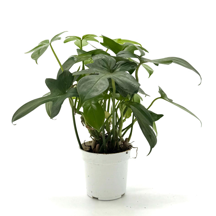 Philodendron 'Pedatum'