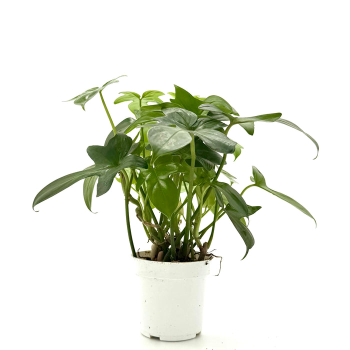 Philodendron 'Pedatum'