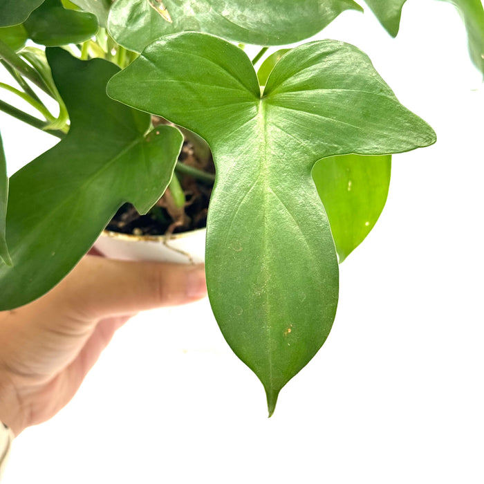 Philodendron 'Pedatum'