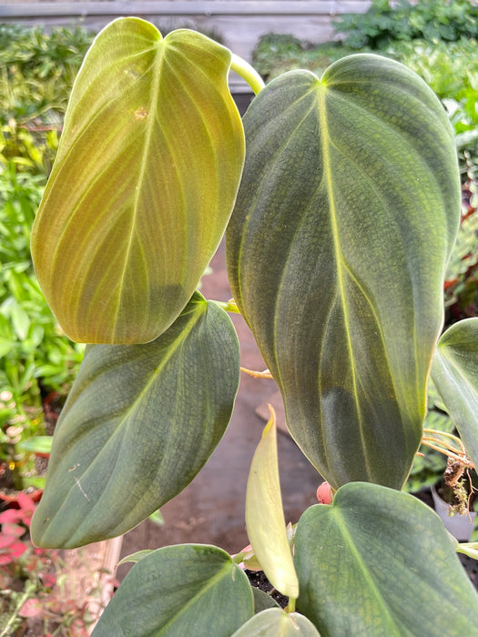 philodendron gigas buy Philodendron Gigas