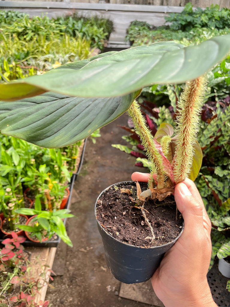 philodendron serpens care Philodendron 'Serpens'