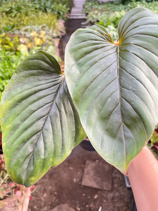 philodendron serpens price Philodendron 'Serpens'