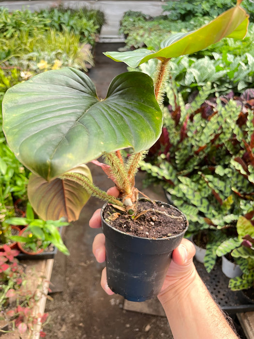 Philodendron 'Serpens'