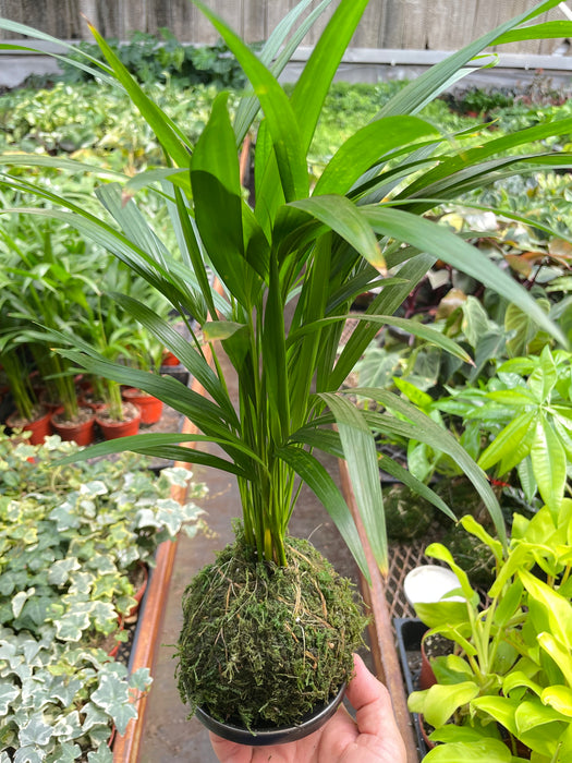 areca palm seedlings Palm Areca Kokedama