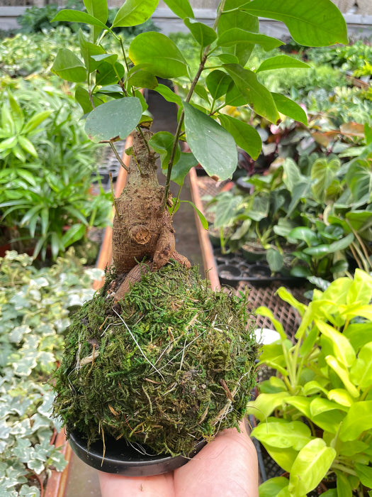 kokedama bonsai tree Ficus Ginseng Kokedama