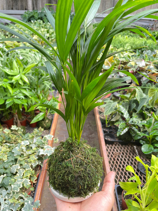 areca palm peat moss Palm Areca Kokedama