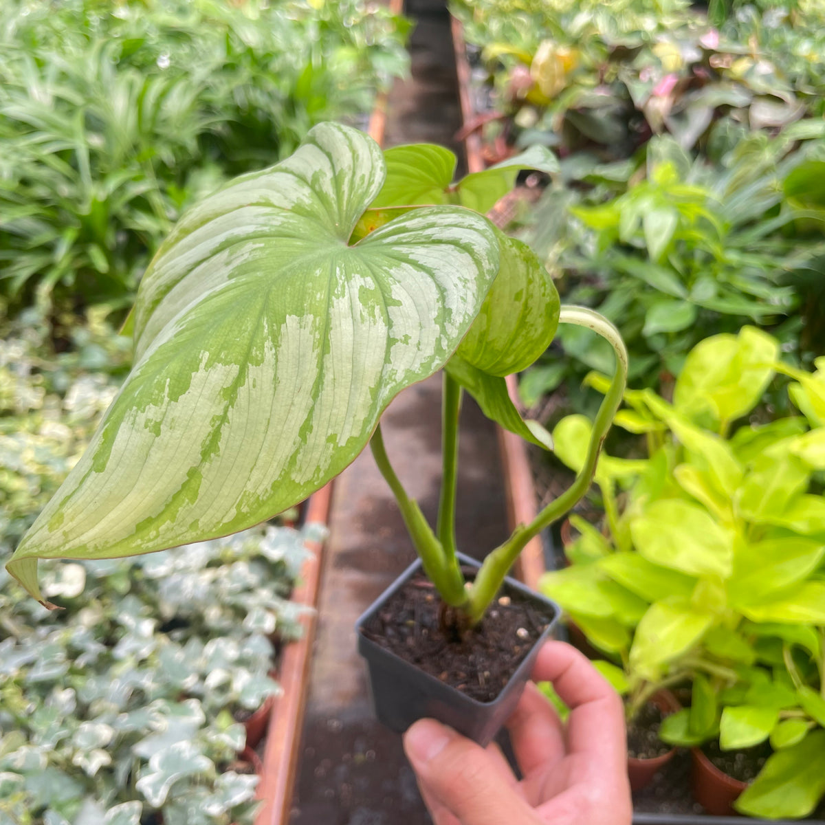 philodendron mamei hybrid Philodendron 'Mamei'