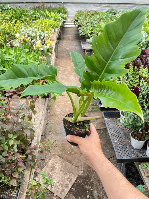 philodendron with long skinny leaves Philodendron 'Narrow Escape' | Indoor Plant | Tropical Plant | Potted Plant