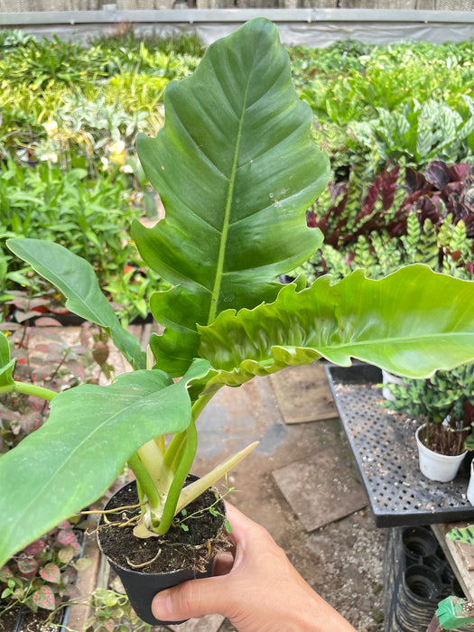 Philodendron 'Narrow Escape'