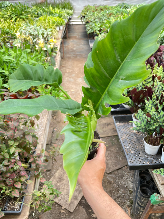 Philodendron 'Narrow Escape'