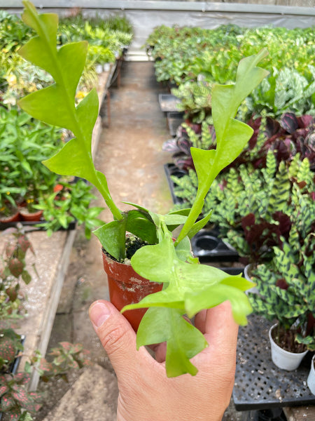 Shark Tooth Orchid Cactus | Indoor Plant | Tropical Plant | Potted Plant