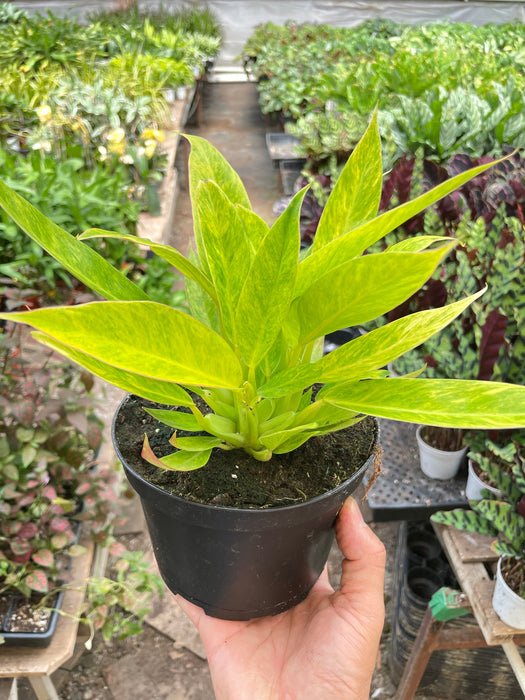 philodendron calkins gold price philippines Philodendron 'Calkins Gold'