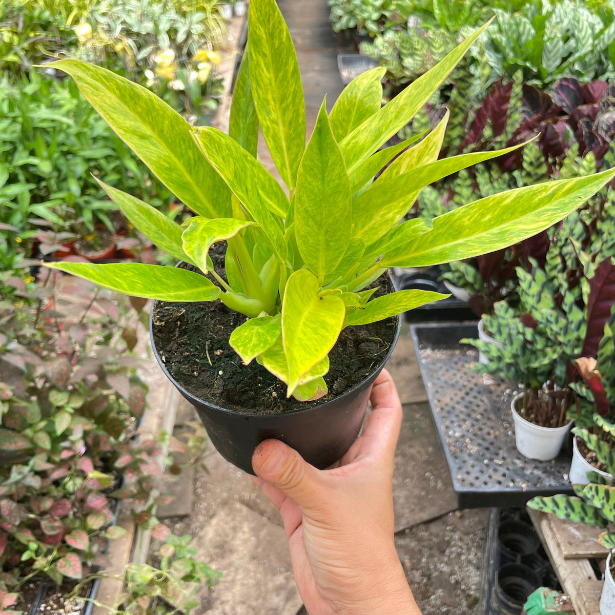 Philodendron 'Calkins Gold'