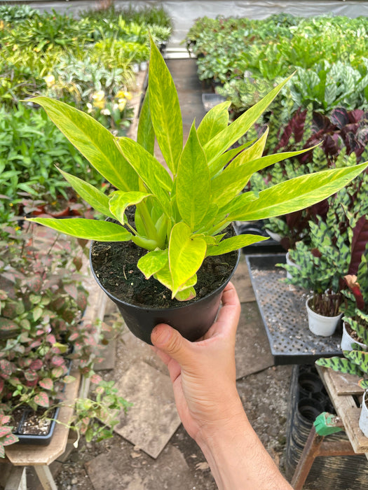 calkins gold philodendron Philodendron 'Calkins Gold'