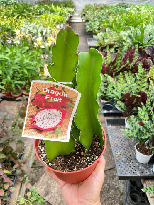 can i plant dragon fruit in a pot Dragon Fruit (Pitaya)