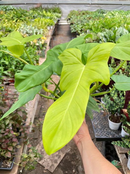 philodendron golden dragon narrow Philodendron 'Golden Dragon' | Indoor Plant | Tropical Plant | Potted Plant