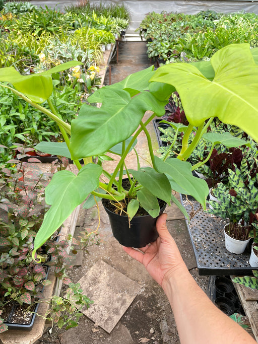 philodendron golden dragon scientific name Philodendron 'Golden Dragon' | Indoor Plant | Tropical Plant | Potted Plant