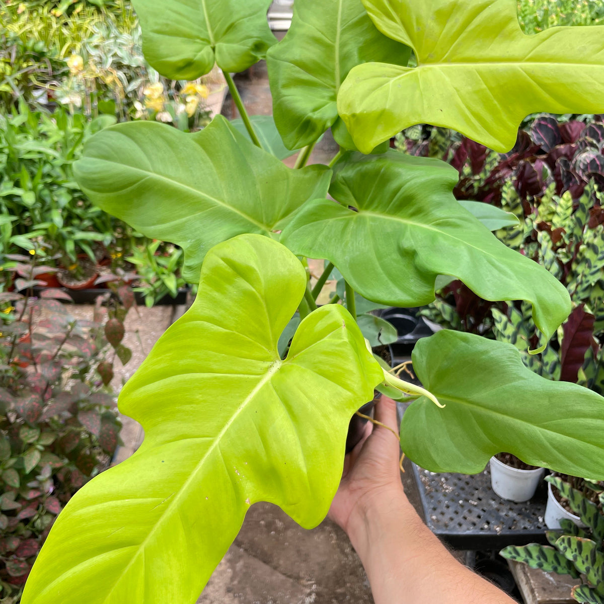 philodendron green n gold Philodendron 'Golden Dragon' | Indoor Plant | Tropical Plant | Potted Plant