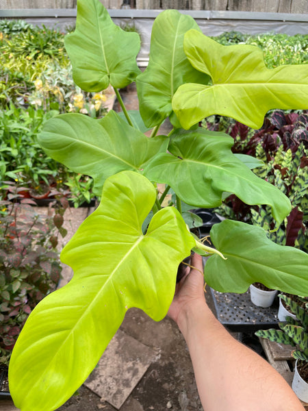 Philodendron 'Golden Dragon' | Indoor Plant | Tropical Plant | Potted Plant 