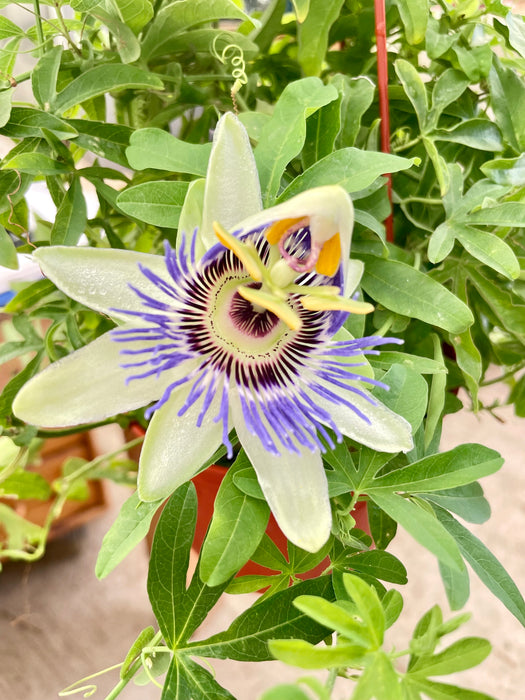 Passion Flower (Maracuya, Granadilla)