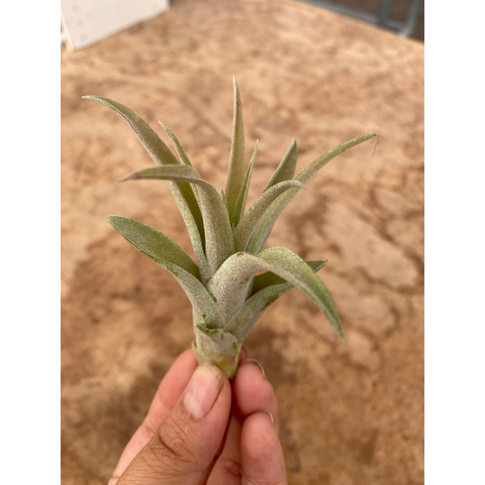 capitata air plant Tillandsia Air Plant Capitata Peach