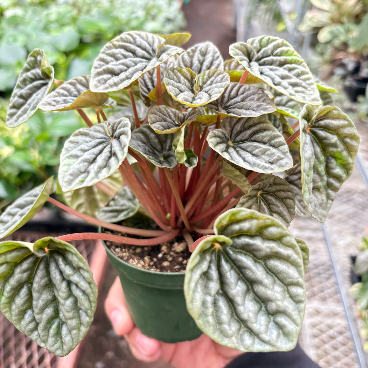 emerald ripple succulent Peperomia 'Emerald Ripple'