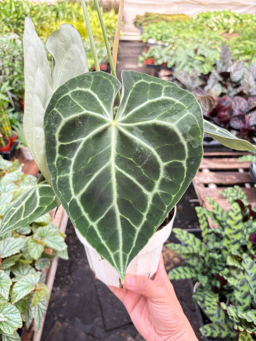 anthurium clarinervium buy online Anthurium 'Clarinervium'